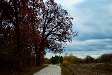 Path surrounded by autumn trees