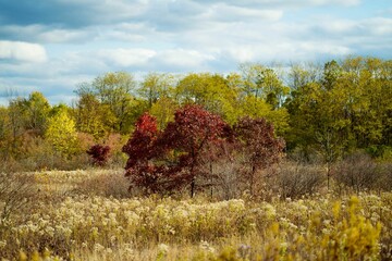 Beautiful view of fall foliage trees in the field