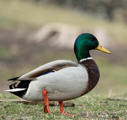 Duck standing on grassland