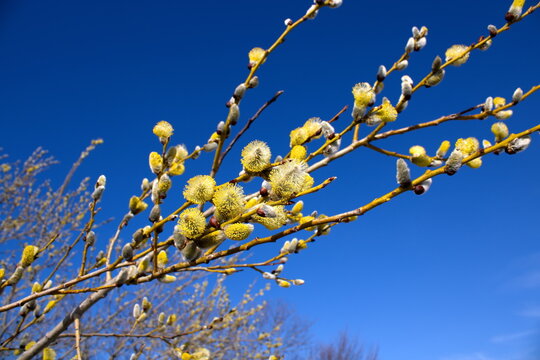 Beautiful shot of Salix caprea against the blue sky