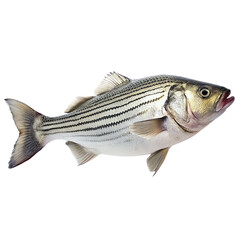 Fototapeta premium Fresh sea bass fish isolated on transparent background. Fish with clipping path.