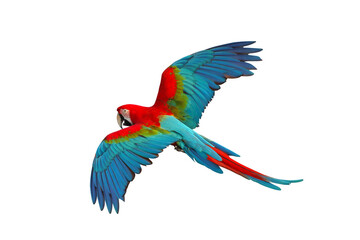 Colorful flying Green Wing Macaw parrot isolated on transparent background png file