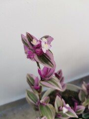 close up macro shot of a flower