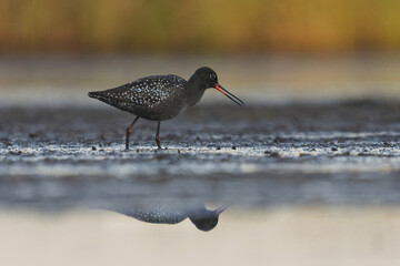 Spotted redshank (Tringa erythropus) looking for food in the wetlands in summer.