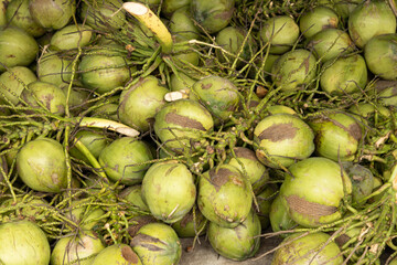 coconut fruits in branches as background.