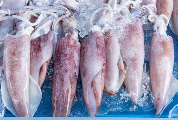 fresh large squid as background.