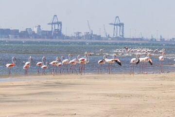 Picture of a group of flamingos on a sandy beach near Walvis Bay in Namibia