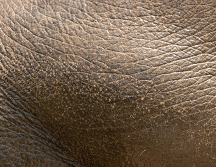 elephant animal skin as background.