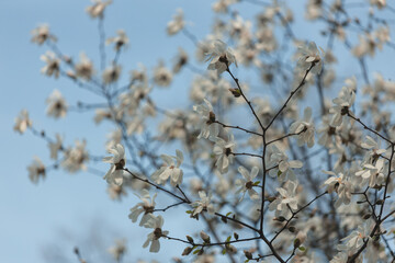 Blooming white magnolia in spring. Twigs with flowers. Beautiful magnolia flowers in soft light. Selective focus. Dnepr city, Ukraine. Personifications of spring beauty. The magic of blooming