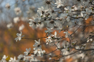 Blooming white magnolia in spring. Twigs with flowers. Beautiful magnolia flowers in soft light. Selective focus. Dnepr city, Ukraine. Personifications of spring beauty. The magic of blooming