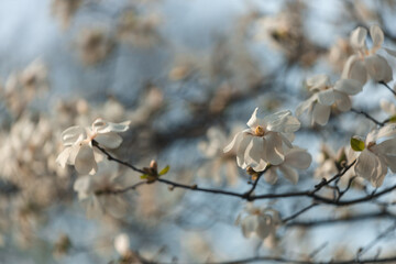 Blooming white magnolia in spring. Twigs with flowers. Beautiful magnolia flowers in soft light....