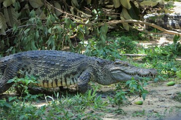 Closeup shot of an alligator walking on the soil in a zoo during daytime