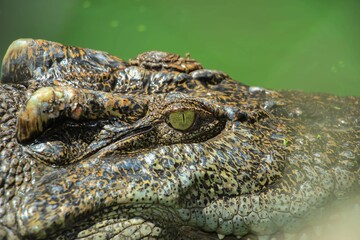 Closeup shot of the head of an alligator in a zoo during daytime