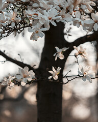 Blooming white magnolia in spring. Twigs with flowers. Beautiful magnolia flowers in soft light. Selective focus. Dnepr city, Ukraine. Personifications of spring beauty. The magic of blooming