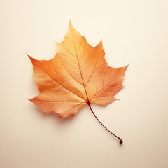 Autumn Maple Leaf Isolated on Warm Beige Background