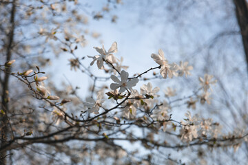 Blooming white magnolia in spring. Twigs with flowers. Beautiful magnolia flowers in soft light. Selective focus. Dnepr city, Ukraine. Personifications of spring beauty. The magic of blooming