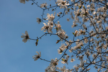 Blooming white magnolia in spring. Twigs with flowers. Beautiful magnolia flowers in soft light. Selective focus. Dnepr city, Ukraine. Personifications of spring beauty. The magic of blooming