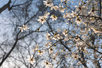 Blooming white magnolia in spring. Twigs with flowers. Beautiful magnolia flowers in soft light. Selective focus. Dnepr city, Ukraine. Personifications of spring beauty. The magic of blooming