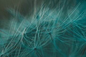 Close-up macro shot of Dandelion puffy pappus -great match for backgrounds and wallpapers