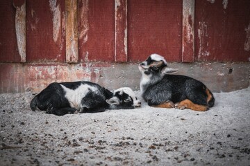 Goats sitting on the ground outdoors in the farm and having rest - Powered by Adobe