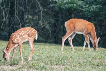 Closeup of a doe and fawn grazing in the forest with blurred background