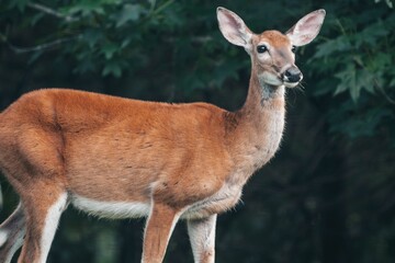 Closeup of a fawn wild deer looking side with trees blurred background