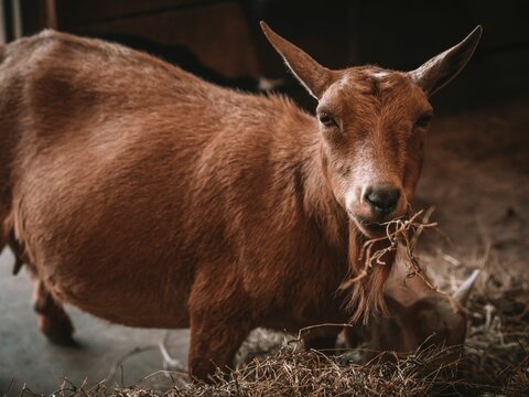 Closeup of a goat eating forage in the barn with blurred background
