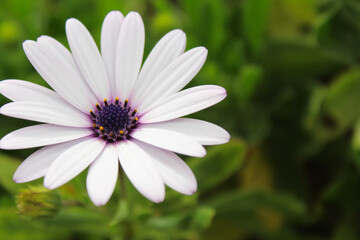 daisy in the grass, delicate light purple flower on a green background,