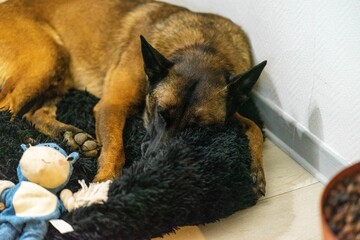 Closeup shot of a Malinois dog sleeping lying on the floor with toys around