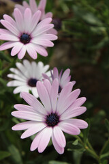 delicate light purple flowers on a green background