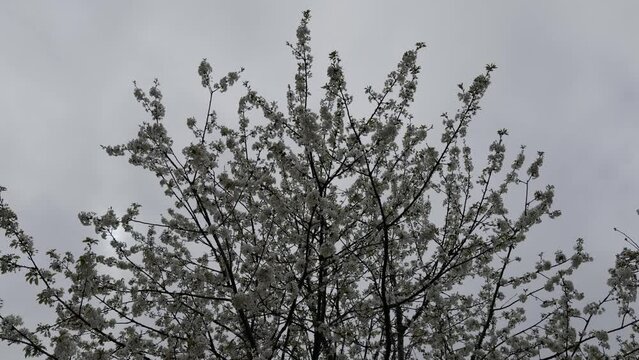 Beautiful Blooming Apple Tree Branches With Grey Sky In Galicia, Spain