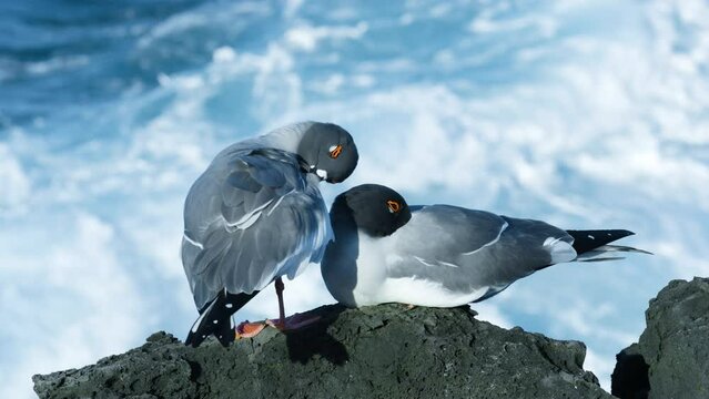 Close look at two swallow tailed gulls on the shore of San Cristobal.