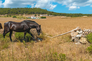 Typical Menorcan horse in Menorca, Spain