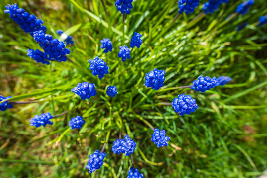 Spring bluebells closeup in back garden in england uk