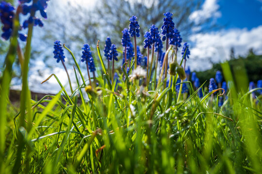 Spring bluebells closeup in back garden in england uk
