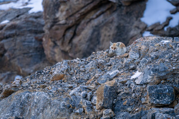Red Fox - Vulpes vulpes, beautiful popular carnivores from worldwide forests and mountains, Spiti valley, Himalayas, India.