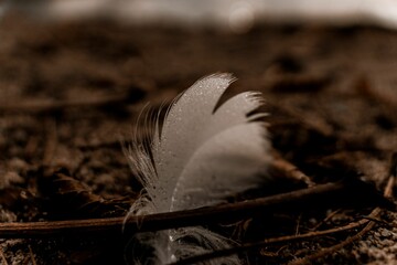 Close-up shot of a feather on the ground © Wirestock