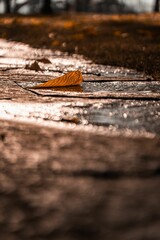 Vertical shot of an orange leaf on the ground on a sunny autumn day