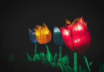 Closeup of colorful tulip flowers illuminated at night in a park