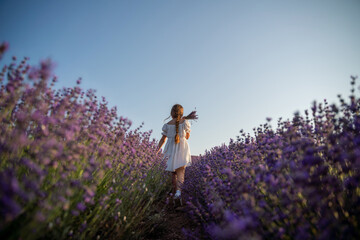 Lavender field girl. Back view happy girl in white dress with a scythe runs through a lilac field...