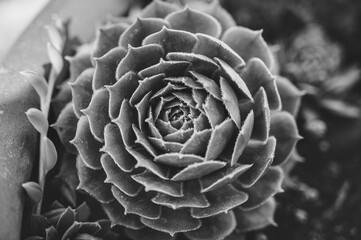 Closeup of a succulent plant shot in grayscale