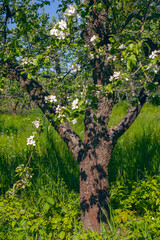Fototapeta premium Blooming apple garden in spring in Kyiv VDNG park , Ukraine