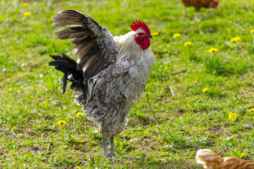 Close-up side view of beautiful black and white cock spreading wings outdoors on meadow at farm at Swiss City of Zürich. Photo taken April 8th, 2024, Zurich, Switzerland.
