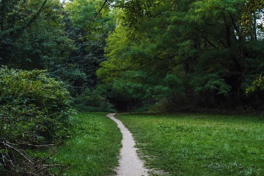 Beautiful natural view of a park with dense trees