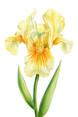 Watercolor yellow iris, beautiful flower isolated white background. Hand drawn floral illustration. Greeting card design