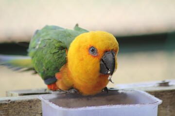 Closeup of a conure parrot perched on a feeder with a blurry background