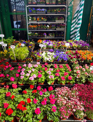 Stragan na bazarze z sezonowymi ogrodowymi kwiatami i roślinami. Bratki, pelargonie, kolorowe kwiaty, wiosenna sprzedaż.