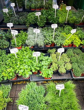 Stragan na bazarze z sezonowymi ogrodowymi, doniczkowymi ziołami, roślinami. Szałwia, mięta, melisa, curry, tymianek, oregano, werbena, wiosenna sprzedaż.