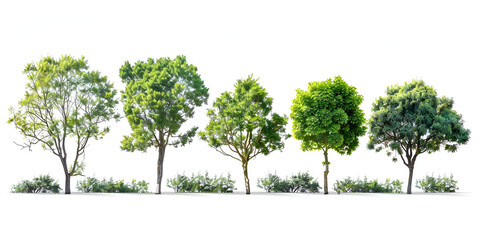 trees isolated on white