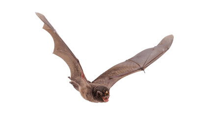 Bat isolated on white background with clipping path and full depth of field
